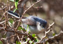 polioptila caerulea